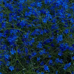 Release Cover Jefre Cantu-Ledesma - Gift Songs