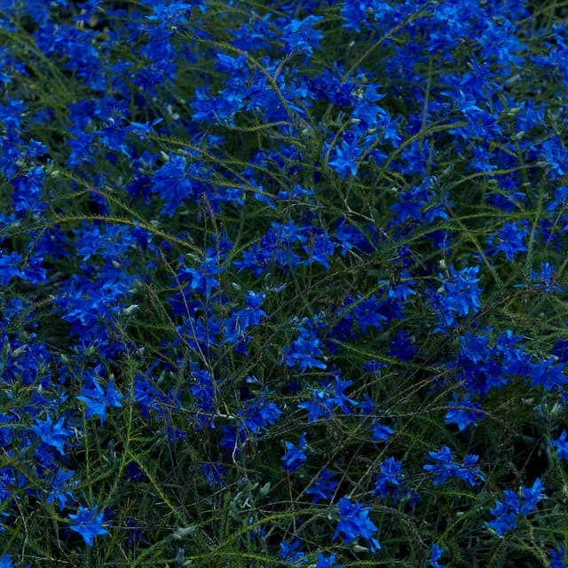 Release Cover Jefre Cantu-Ledesma - Gift Songs