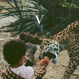 Release Cover Unknown Mortal Orchestra - V