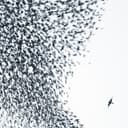 Release Cover Wilco - Sky Blue Sky