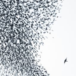 Release Cover Wilco - Sky Blue Sky