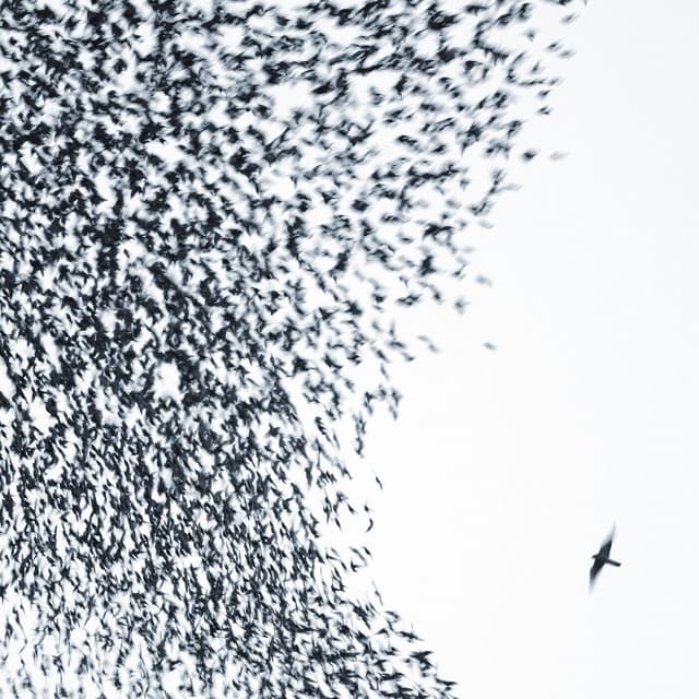 Release Cover Wilco - Sky Blue Sky