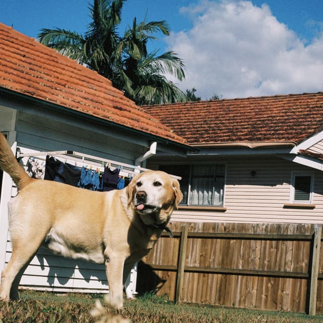 Release Cover Mallrat - Charlie