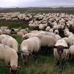 Release Cover $uicideboy$ - Grey Sheep