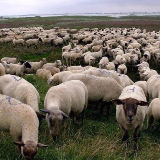 Release Cover $uicideboy$ - Grey Sheep