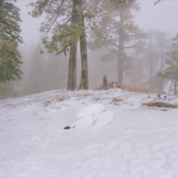 Release Cover Wisp - Pandora