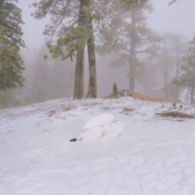 Release Cover Wisp - Pandora