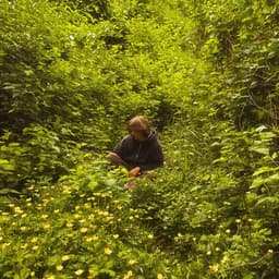 Release Cover kmoe - nerve