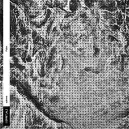 Release Cover sohme - Palm