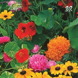 Release Cover Huerta - TV Slang