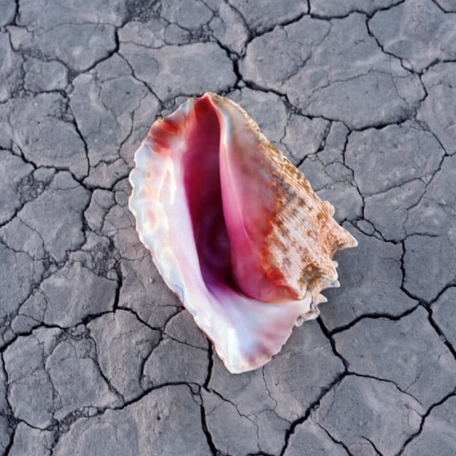 Release Cover The Killers - Wonderful Wonderful (Deluxe)