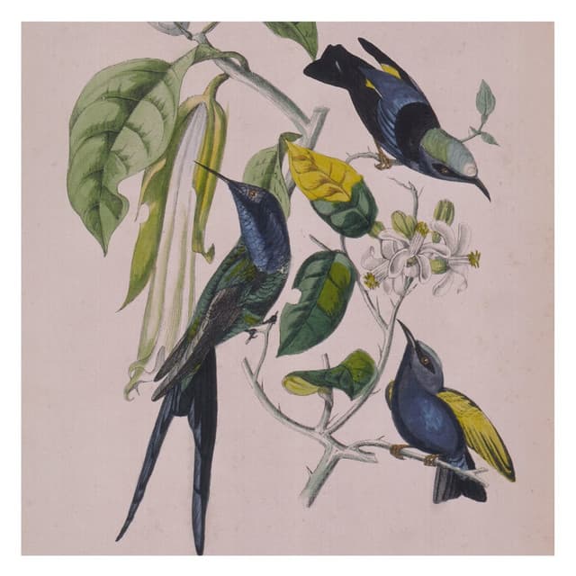 Release Cover Susumu Yokota - Sakura