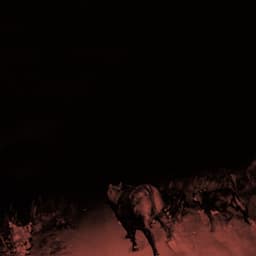 Release Cover BAMBARA - Shadow on Everything