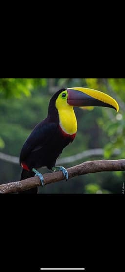 toucanhannah